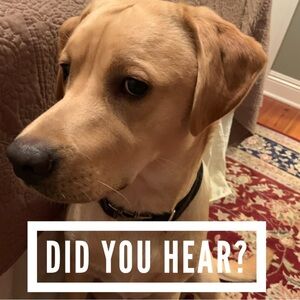 I cohosted the Everything Pets Posh Party on April 10th.  It was my first one!